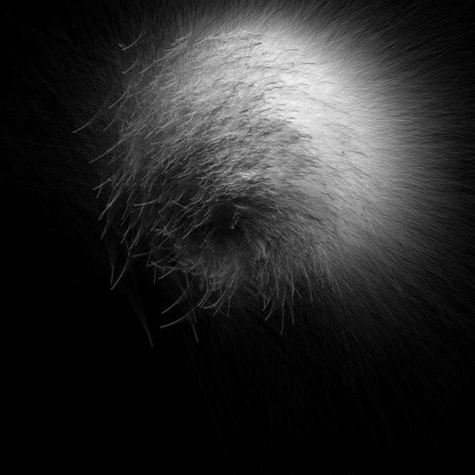 Image_1